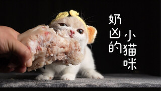 小猫咪护食就该狠狠的揍！