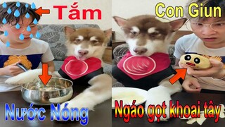 Dương KC | Ngáo Husky bắt con gián trên đùi Dương kc | Ngáo gọt khoai tây | Thú Cưng TV