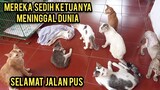 Kucing- Kucing Cats Lovers Tv Bersedih Ketua Mereka Meninggal Dunia..!