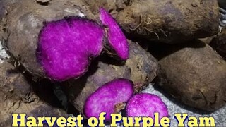 Harvest of Purple Yam