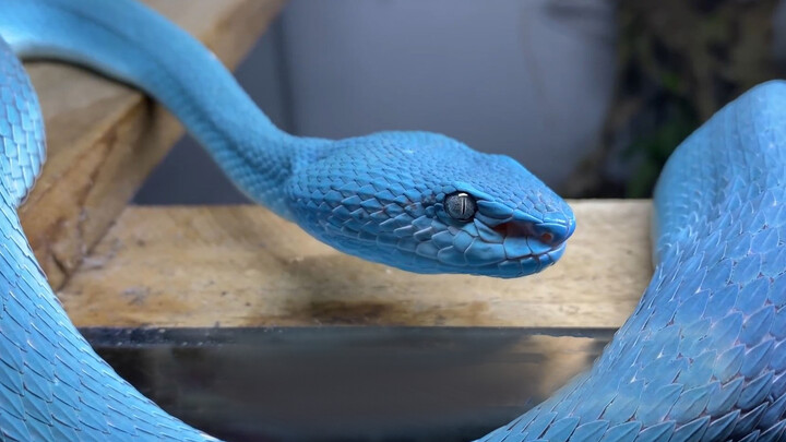 [สัตว์]ช่างเป็นงูสีฟ้าบริสุทธิ์ที่สวยงามอะไรแบบนี้