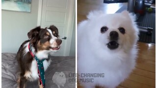 Doraemon Theme Song but Dogs Sung It (Doggos and Gabe)