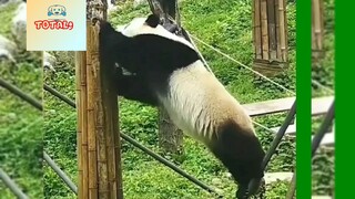 Những khoảnh khắc của "PANDA siêu quậy"-1