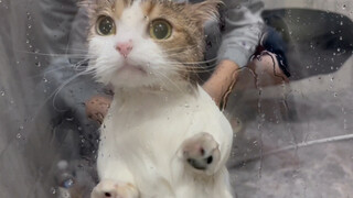 养一只洗澡很乖的猫是什么体验