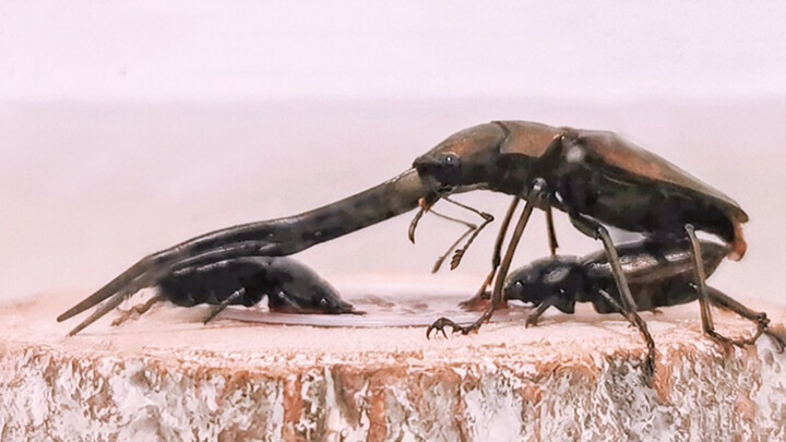 [Hewan Merayap] Bagaimana cara kumbang kawin?