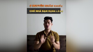 6 nguyên nhân khiến chó nhà bạn bị rụng lông petonesaigon dcgr tuitienpet