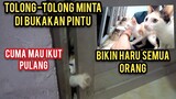 Masya Allah 3 Ekor Kucing Liar Minta Di Adopsi Di Saat Kucing Along Sudah Tiada..!