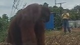 Viral penampakan orang utan seperti kebingungan mencari tempat tinggal... pertanda buruk?