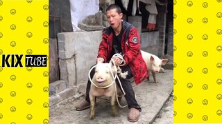 Coi cứ cười P531 ● Những khoảnh khắc hài hước 2019