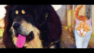 Ada gosip. Lanjutan Tibetan Mastiff menghisap kucing datang!