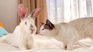 Cute Cat befriend a Giant Rabbit