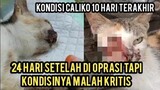 Astagfirullah Kucing Caliko Yang Kena Kanker Hari Ini Kritiis..!