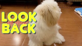 Shih tzu Puppy Learns How To "Look At Your Back" Trick ( So Cute & Funny Dog)