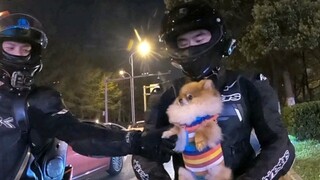 Saya pikir saya akan merebut anjing itu, hahaha