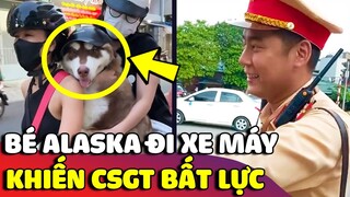 Khuôn mặt BẤT LỰC của bé Alaska khi mỗi lần đi xe đều bị con sen bắt ĐỘI NÓN BẢO HIỂM 😅 | Gâu Đần