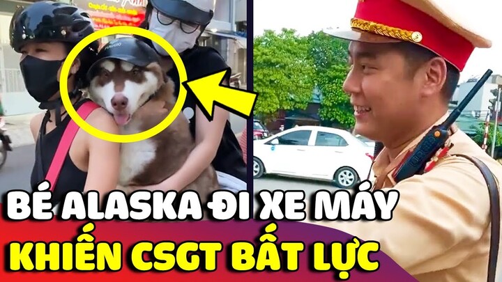 Khuôn mặt BẤT LỰC của bé Alaska khi mỗi lần đi xe đều bị con sen bắt ĐỘI NÓN BẢO HIỂM 😅 | Gâu Đần