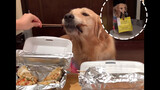 Why Do Girls Have Dog? Golden Retriever Is Eating BBQ. So Yummy!