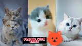 Kompilasi Kucing Lucu Bikin Gemes Banget | Cute Cat Kittens