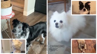 Washing Machine Heart but Dogs Sung It (Doggos and Gabe)