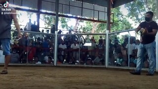 tsamba