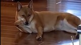 A mashup video of funny animals