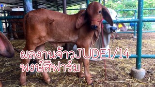 ชมผลงาน จ้าวจู๊ดJUDE1/14 กับแม่โบนัส  สวยแค่ไหนไปดูกันเลย|cow|brahman|