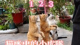 它们 不是昂贵的品种猫，但是它们是最优秀的中华田园猫。