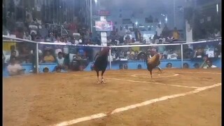 Only one warrior 2x winner
