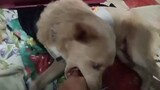my dog