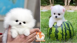 We Bet You Have Never Seen This Cute Mini Pomeranian | Funny Pomeranian Videos | Cute VN