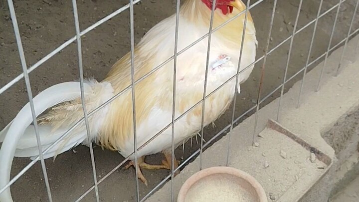 white kilso breading materials