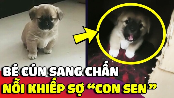 Cú sốc đầu đời của 'BÉ CÚN NHỎ' khi phải sống chung nhà với con sen 'TÍNH NHÂY' 😅 | Gâu Đần