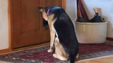 How Dogs Wait For Your Return No One Does It 😍 Cute Dog Show Love