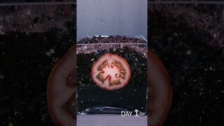 Tomato Slice to Seedling Time Lapse