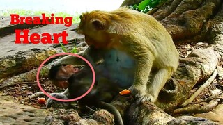 BREAKING HEART!!, MONKEY TORTURED BABY LUCAS VERY SCARE, LUCAS WAS MISTREATED WITHOUT LEYLA HELP