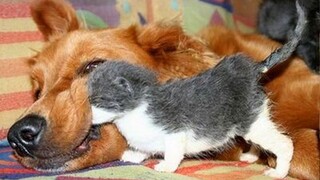 Dogs Who Love Their Kitten Since The Moment They Met - CATS AND DOGS Friendship