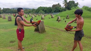 SPARRING EXCERSISE , YOUNG STAGS.. #6