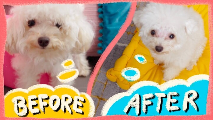 How to Dematt a Toy Poodle at Home| Ice on Ice Ultra and Superbath - Bonus EP 4| The Poodle Mom