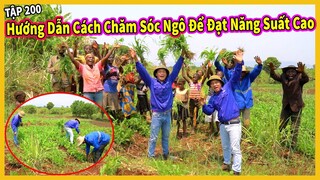 (Tập 200) Nông Nghiệp VIỆT NAM ở Châu Phi || Hướng Dẫn Người Dân Chăm Sóc Ngô Để Đạt Năng Suất Cao