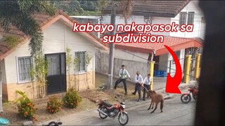 KABAYO NAKAPASOK SA SUBDIVISION #kabayosasubdivision