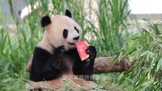 【大熊猫兰香】优雅兰香吃西瓜～