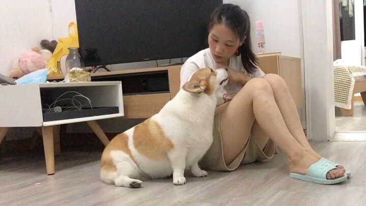 Cách bạn xin lỗi bạn gái đang bốc hỏa (Corgi)