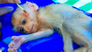 Most Care!! Tiny poor monkey Luxy keeps silent when Mom apply medical cream for him