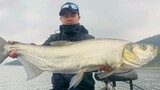 [Buổi câu cá hấp dẫn] Một con cá khổng lồ nặng 23lb từ hồ Wanfeng!