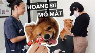 Kinh nghiệm đưa chó đi mổ mống mắt (cherry eye)