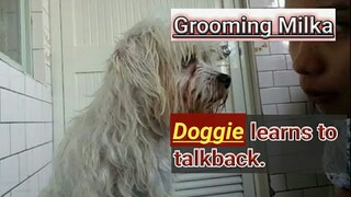 Milka grooming day😮