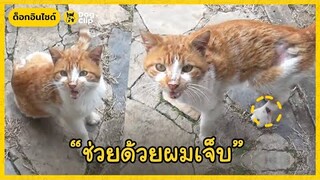 น้องแมวจรจัดส่งเสียงร้องเหมียว ๆ หน้าบ้านชายหนุ่มเพื่ออะไรบางอย่าง | Dog's Clip