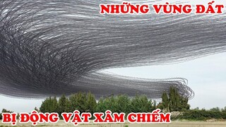 Sự Đáng Sợ 7 Loài Động Vật Đang Xâm Chiếm Trái đất