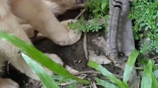 cat vs caterpillar