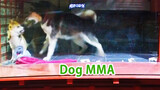 【Pet】Dogs had an MMA competition, audience was seriously injured
